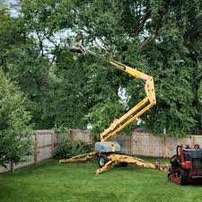 How Our Tree Care Process Works  in  Kalkaska, MI