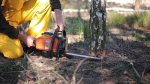 Best Tree and Shrub Care  in Kalkaska, MI