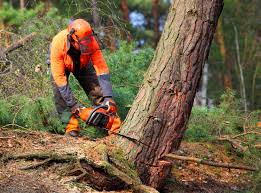 Best Tree Health Inspection  in Kalkaska, MI