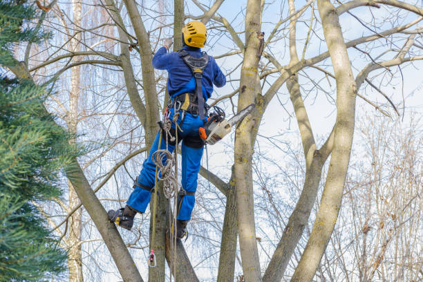 Reliable Kalkaska, MI Tree Care Solutions