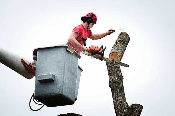 Best Hazardous Tree Removal  in Kalkaska, MI